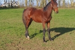 Vends OXYMORE BAINDOR